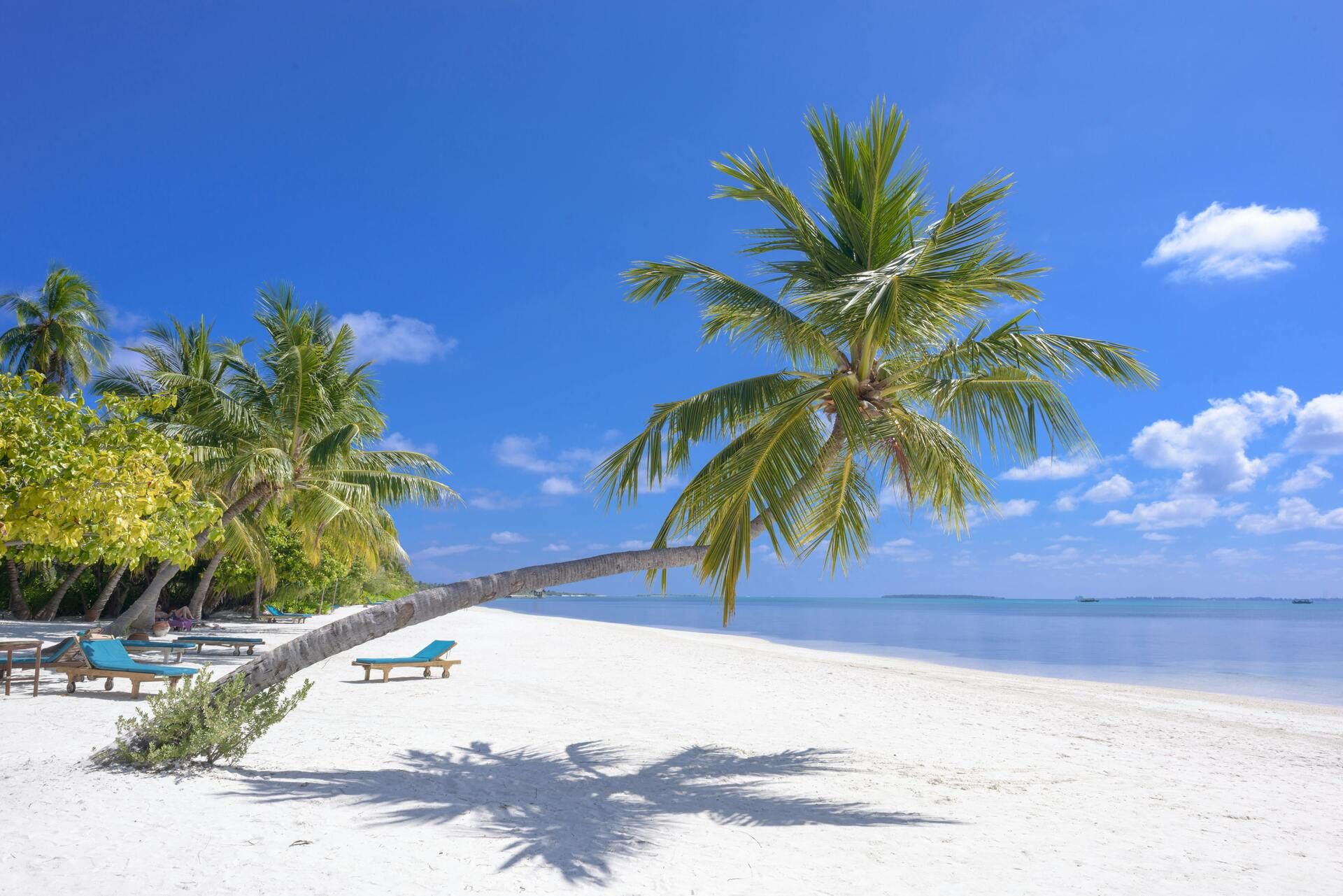 White sand beach with palm trees in the Riviera Maya